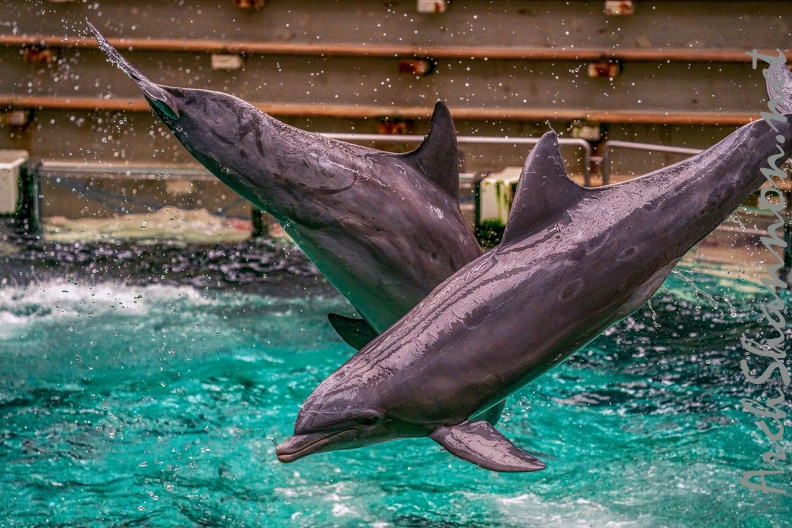 0780-bottlenose dolphin - dolphin show
