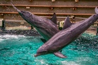 0780-bottlenose dolphin - dolphin show