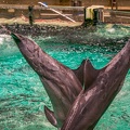 0781-bottlenose dolphin - dolphin show