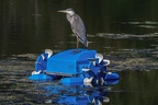0005-rhein sieg district-heron on pond robot