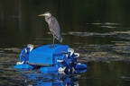 0006-rhein sieg district-heron on pond robot
