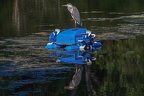 0008-rhein sieg district-heron on pond robot