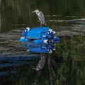 0009-rhein sieg district-heron on pond robot