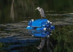 0010-rhein sieg district-heron on pond robot