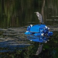 0011-rhein sieg district-heron on pond robot