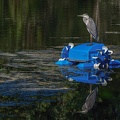 0012-rhein sieg district-heron on pond robot