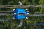 0014-rhein sieg district-heron on pond robot