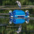 0015-rhein sieg district-heron on pond robot