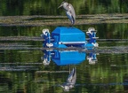 0015-rhein sieg district-heron on pond robot