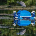 0016-rhein sieg district-heron on pond robot