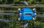0016-rhein sieg district-heron on pond robot