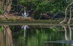 0019-rhein sieg district-grey heron on island