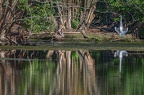 0020-rhein sieg district-grey heron on island