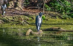 0022-rhein sieg district-grey heron on island
