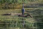 0030-rhein sieg district-grey heron on island