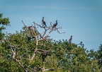 0040-rhein sieg district-cormorant