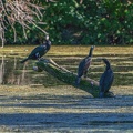 0041-rhein sieg district-cormorant