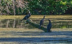 0041-rhein sieg district-cormorant