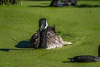 0046-rhein sieg district-ducks