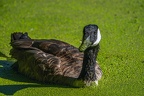 0058-rhein sieg district-ducks
