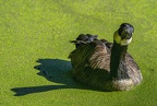 0061-rhein sieg district-ducks