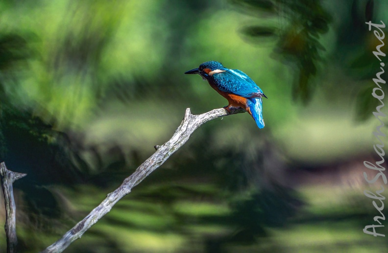0108-rhein sieg district-kingfisher - 0108-rhein sieg district-kingfisher.jpg 0108-rhein sieg district-kingfisher.jpg