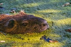 0137-rhein sieg district-nutria