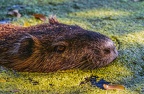 0138-rhein sieg district-nutria