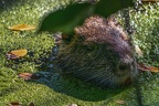 0146-rhein sieg district-nutria