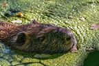 0153-rhein sieg district-nutria