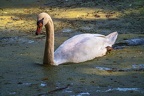 0182-rhein sieg district-mute swan