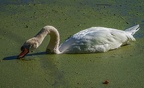 0221-rhein sieg district-mute swan