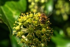0070-rhein sieg district-ivy