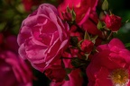 0011-rhein sieg district-red roses