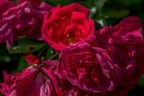 0015-rhein sieg district-red roses