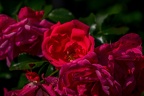 0016-rhein sieg district-red roses