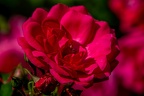 0018-rhein sieg district-red roses