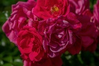 0017-rhein sieg district-red roses