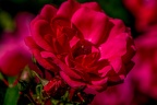 0019-rhein sieg district-red roses