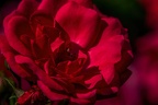 0020-rhein sieg district-red roses