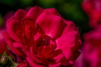 0021-rhein sieg district-red roses