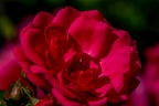 0022-rhein sieg district-red roses