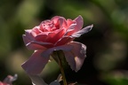 0024-rhein sieg district-red white roses
