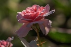 0026-rhein sieg district-red white roses
