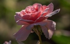 0027-rhein sieg district-red white roses