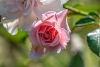 0031-rhein sieg district-red white roses