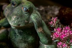 0046-rhein sieg district-thinking frog