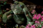 0047-rhein sieg district-thinking frog