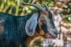 0040-zoo osnabrueck-goat