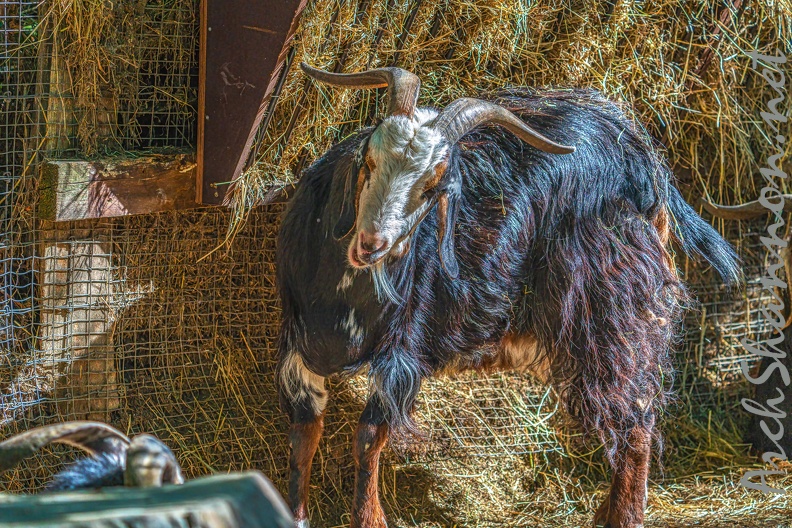 0041-zoo osnabrueck-goat